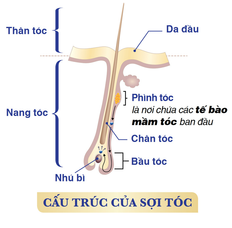 Xét nghiệm ADN xác định huyết thống bằng tóc